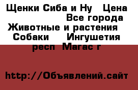 Щенки Сиба и Ну › Цена ­ 35000-85000 - Все города Животные и растения » Собаки   . Ингушетия респ.,Магас г.